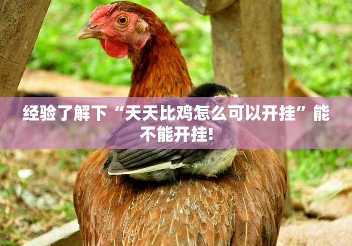 经验了解下“天天比鸡怎么可以开挂”能不能开挂!