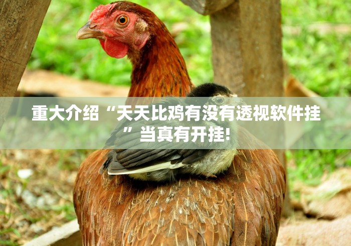 重大介绍“天天比鸡有没有透视软件挂”当真有开挂!