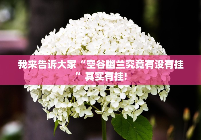 我来告诉大家“空谷幽兰究竟有没有挂”其实有挂!